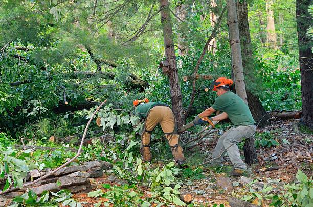 Best Lot and Land Clearing  in Union Springs, AL