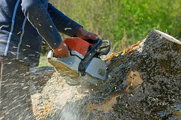 Best Tree Mulching  in Union Springs, AL